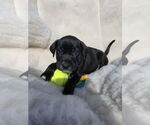 Small #1 Boxador
