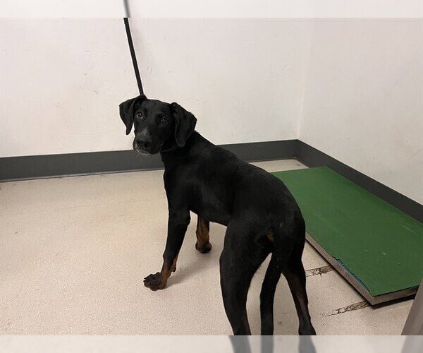 Medium Photo #1 Labrador Retriever-Unknown Mix Puppy For Sale in Corona, CA, USA