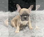Small Photo #12 French Bulldog Puppy For Sale in WEST COLUMBIA, SC, USA