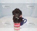 Small #1 Poodle (Toy)