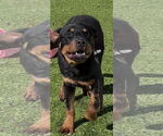 Small Rottweiler