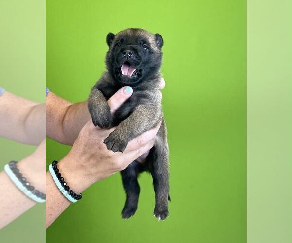 Medium Photo #1 Belgian Malinois Puppy For Sale in S CHARLESTON, WV, USA