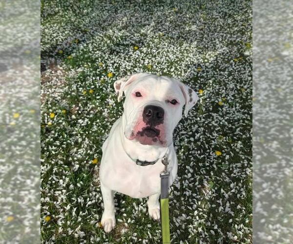 Medium Photo #4 Bulloxer Puppy For Sale in Plover, WI, USA