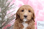 Small Photo #4 Goldendoodle Puppy For Sale in BEL AIR, MD, USA