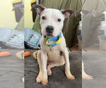 Small #18 American Pit Bull Terrier Mix