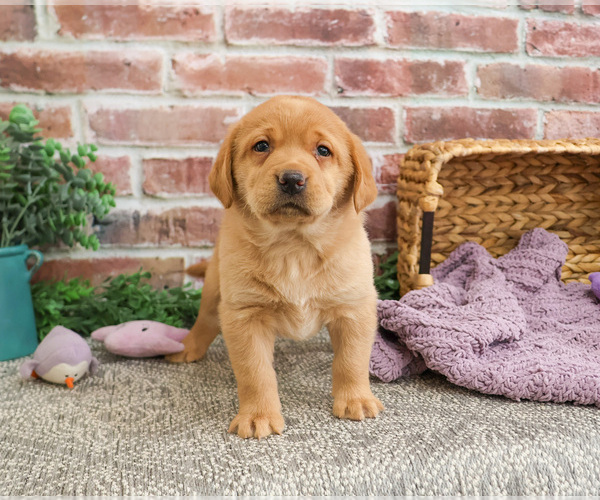 Medium Photo #11 Labrador Retriever Puppy For Sale in SYRACUSE, IN, USA