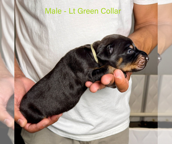 Medium Photo #19 Doberman Pinscher Puppy For Sale in LAKELAND, FL, USA