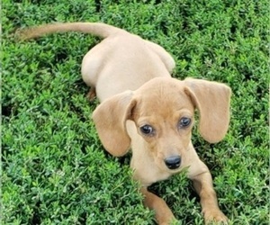 Chiweenie Puppy for sale in WALSH, IL, USA