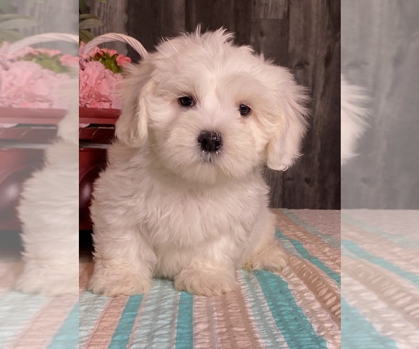 Medium Photo #4 Havaton Puppy For Sale in CANOGA, NY, USA