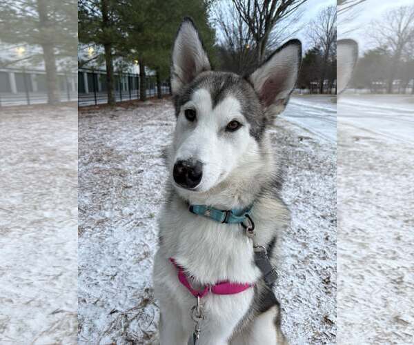 Medium Photo #1 Gerberian Shepsky Puppy For Sale in Severn, MD, USA