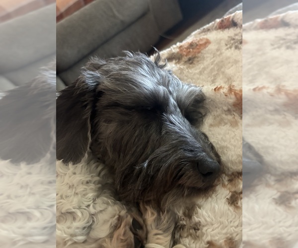 Medium Photo #1 Dachshund Puppy For Sale in LA SALLE, IL, USA