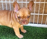 Small #18 French Bulldog