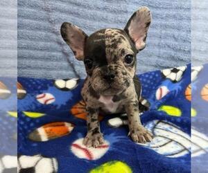 French Bulldog Puppy for sale in VIRGINIA BEACH, VA, USA