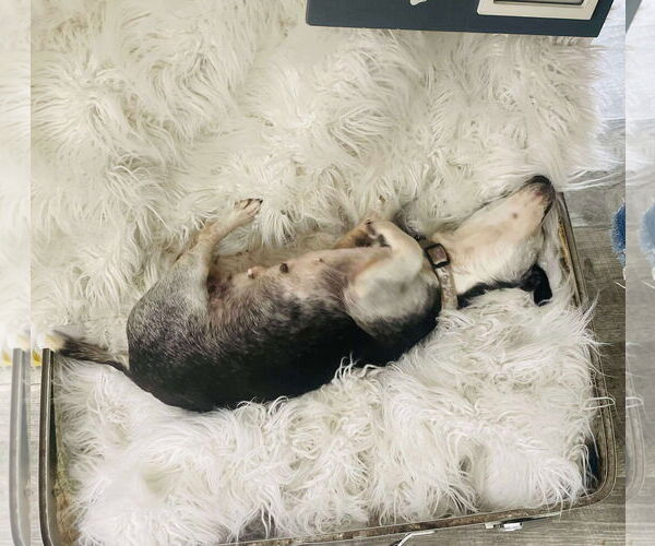 Medium Photo #3 Chihuahua Puppy For Sale in Gulfport, MI, USA