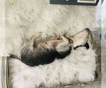 Small #2 Chihuahua