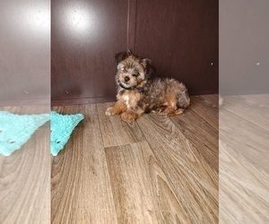 Yorkshire Terrier Puppy for sale in LAPEER, MI, USA
