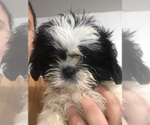 Mother of the Shih Tzu puppies born on 04/22/2022