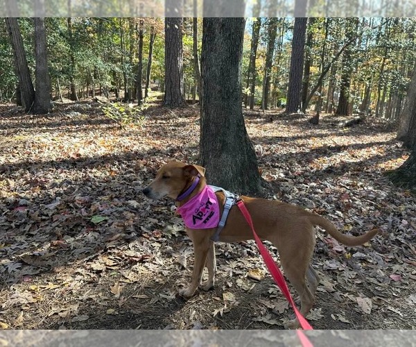 Medium Photo #4 Labrador Retriever-Unknown Mix Puppy For Sale in Holly Springs, NC, USA