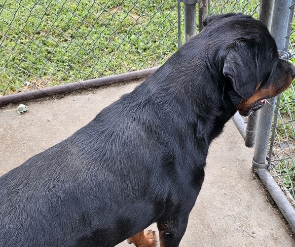 Medium Photo #1 Rottweiler Puppy For Sale in WAVERLY, MO, USA