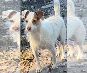 Jack Russell Terrier-Unknown Mix Dogs for adoption in Royal Palm Beach , FL, USA