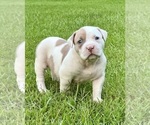Small #3 American Bully