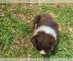 Small #3 Australian Shepherd