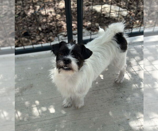 Medium Photo #1 Mutt Puppy For Sale in Oak Bluffs, MA, USA