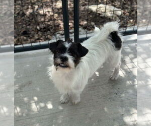 Mutt Dogs for adoption in Oak Bluffs, MA, USA
