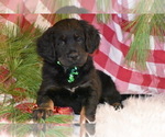 Small Photo #6 Bernedoodle Puppy For Sale in ELDORADO, OH, USA