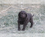 Small Photo #16 Labradoodle Puppy For Sale in MEMPHIS, MO, USA