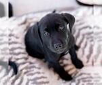Small #7 Labrador Retriever Mix