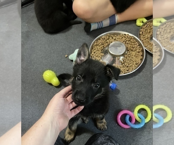 Medium Photo #23 German Shepherd Dog Puppy For Sale in WEST POINT, VA, USA