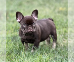 Small #2 French Bulldog