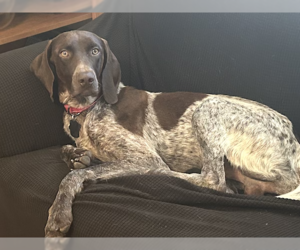 German Shorthaired Pointer Dogs for adoption in Menlo Park, CA, USA