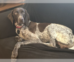 Small German Shorthaired Pointer