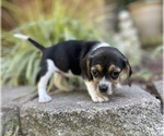 Small Photo #4 Beagle Puppy For Sale in FORDLAND, MO, USA