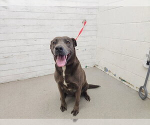Mutt Dogs for adoption in San Bernardino, CA, USA
