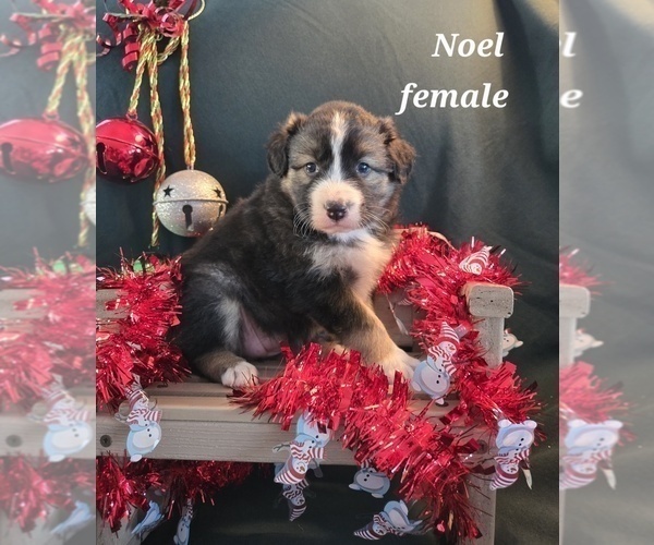Medium Photo #1 Australian Shepherd Puppy For Sale in BRIDGEWATER, VA, USA