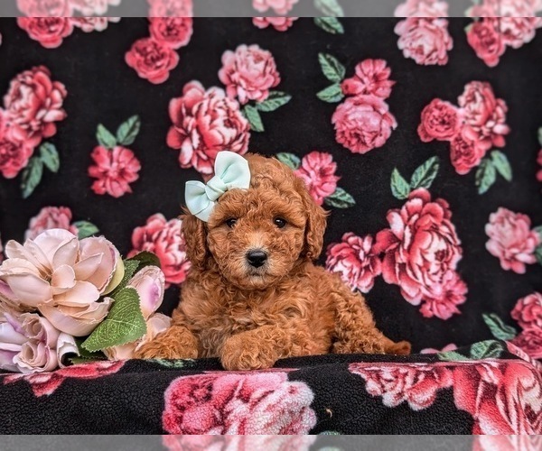 Medium Photo #5 Miniature Labradoodle Puppy For Sale in NOTTINGHAM, PA, USA