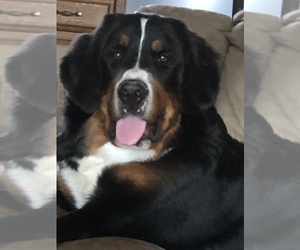 Father of the Bernese Mountain Dog puppies born on 11/15/2020