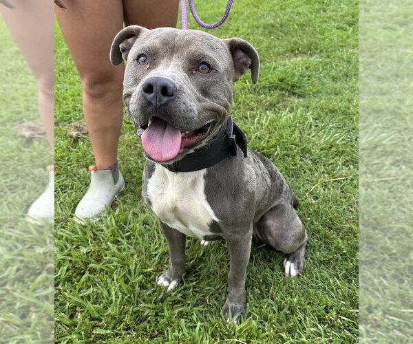 Medium Photo #1 Mutt Puppy For Sale in Evansville, IN, USA