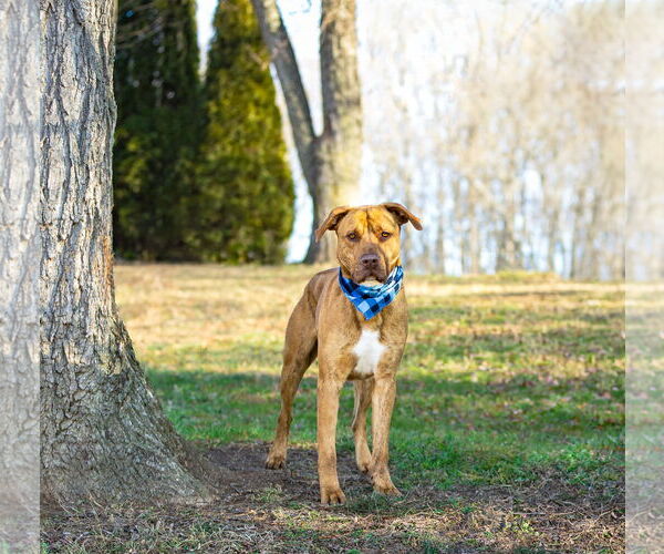 Medium Photo #3 Retriever -Unknown Mix Puppy For Sale in Unionville, PA, USA