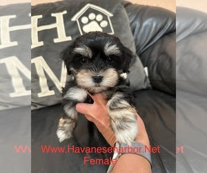 Havanese Puppy for sale in MBORO, TN, USA