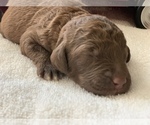 Small Photo #6 Labradoodle Puppy For Sale in SOUTHMONT, NC, USA