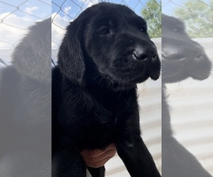 Labrador Retriever Puppy for sale in OSYKA, MS, USA