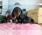 Image preview for Ad Listing. Nickname: Litter of 5