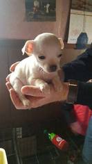 Chug Puppy for sale in PALM COAST, FL, USA