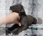 Small Photo #6 Great Dane Puppy For Sale in OGDEN, UT, USA