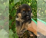 Puppy Green Puppy German Shepherd Dog