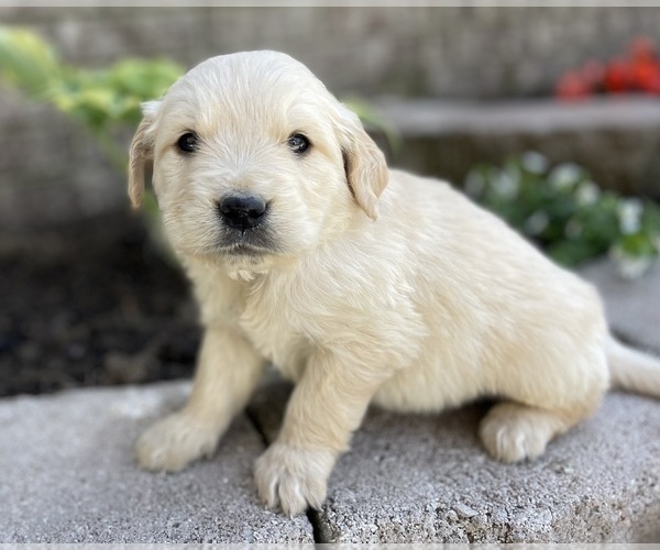 Medium Photo #9 Golden Retriever Puppy For Sale in FORDLAND, MO, USA